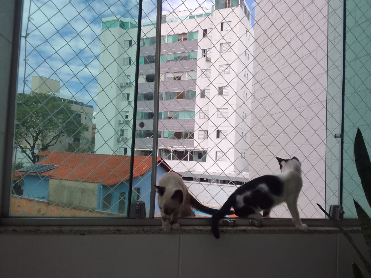 Telas Para Gatos em Contagem Mg
